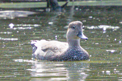 iNaturalist observation photo of Gadwall