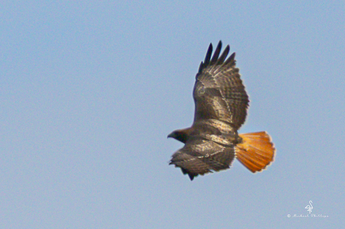 iNaturalist observation photo of Red-tailed Hawk