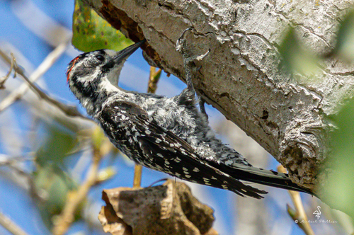 iNaturalist observation photo of Nuttall's Woodpecker