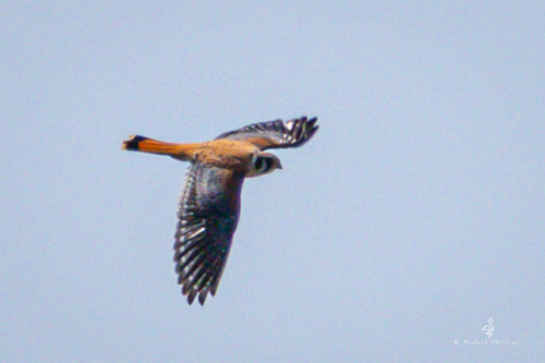 iNaturalist observation photo of American Kestrel