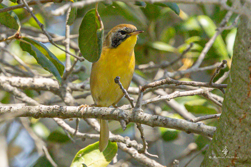 iNaturalist observation photo of Common Yellowthroat