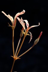 Pelargonium wuppertalense