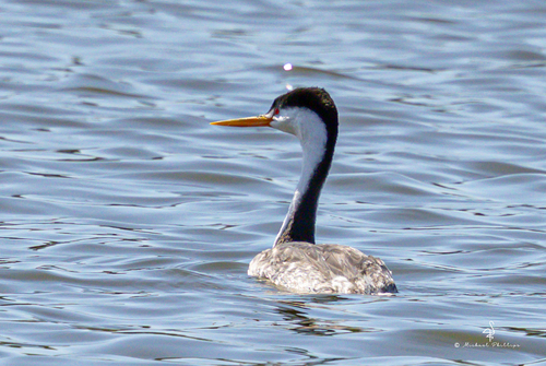iNaturalist observation photo of Clark's Grebe