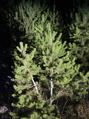 lodgepole pine