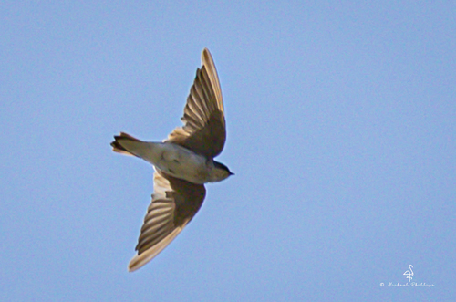 iNaturalist observation photo of Tree Swallow