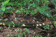 Flabellophora