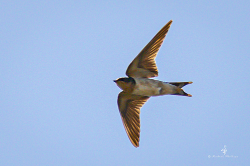 iNaturalist observation photo of Barn Swallow