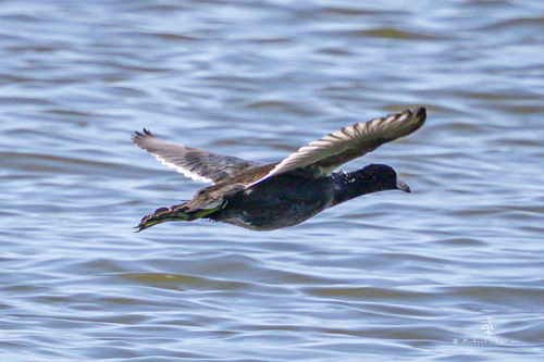 iNaturalist observation photo of American Coot