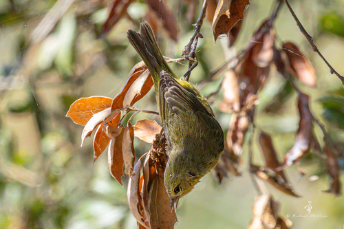 iNaturalist observation photo of Orange-crowned Warbler