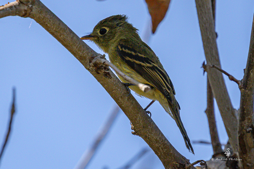 iNaturalist observation photo of Western Flycatcher