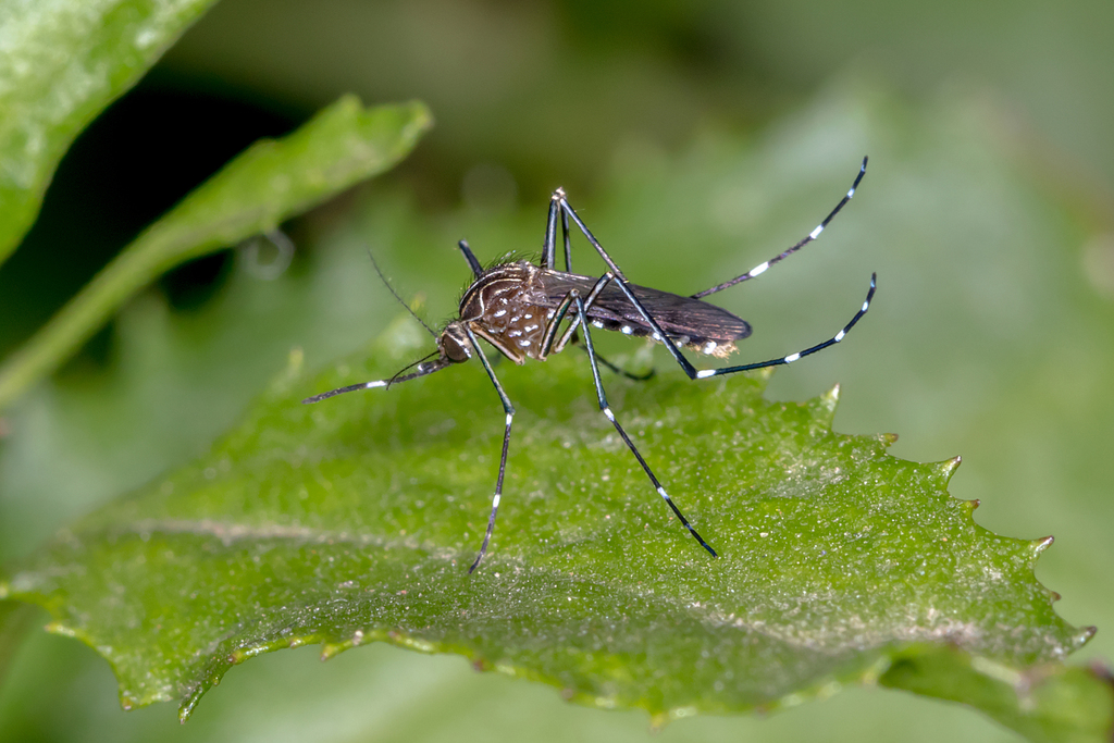 Striped Mosquito From Melbourne Vic Australia On December 04 2019 At