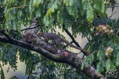 Heliosciurus ruwenzorii