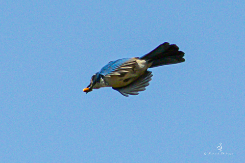 iNaturalist observation photo of California Scrub-Jay