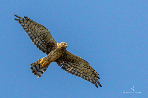 iNaturalist observation photo of Northern Harrier