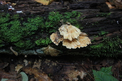 Flabellophora