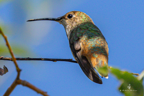 iNaturalist observation photo of Allen's Hummingbird