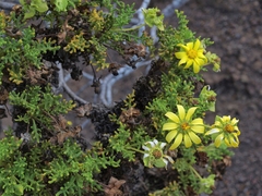 Lecocarpus pinnatifidus