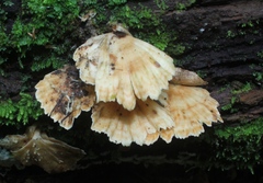 Flabellophora