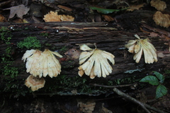 Flabellophora