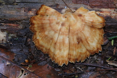 Flabellophora