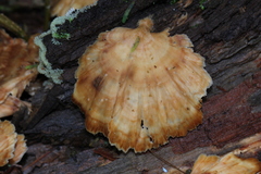 Flabellophora