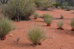 Leptosema chambersii