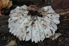 Flabellophora