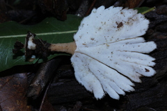 Flabellophora