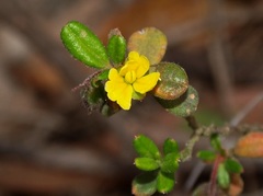 Hibbertia aspera