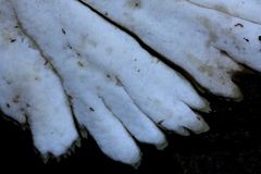 Flabellophora