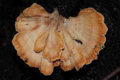 Flabellophora