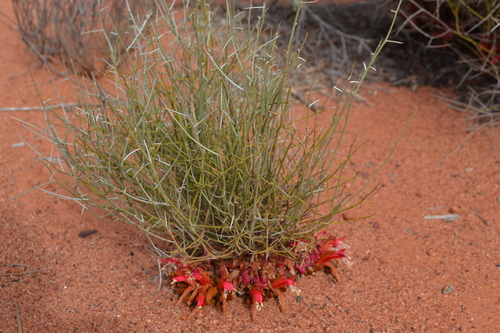 Image of Leptosema chambersii by (c) Tim Hammer, some rights reserved (CC BY)