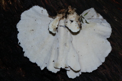 Flabellophora
