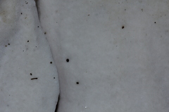 Flabellophora