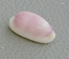 Erronea