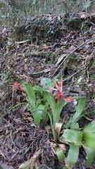 Billbergia speciosa