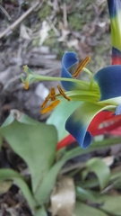 Billbergia speciosa, photograph Daniel Duarte, CC BY, iNaturalist via GBIF