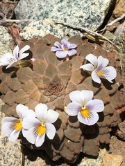 Rosulatae