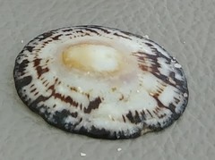 Cellana radians