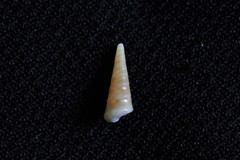 Colpospira guillaumei