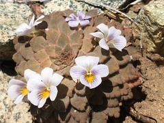 Rosulatae