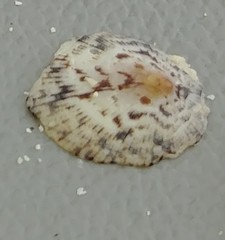 Cellana radians