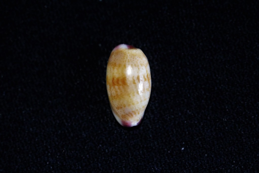 Small-toothed Cowrie