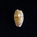 Small-toothed Cowrie - Photo (c) Adrian Gale, some rights reserved (CC BY-NC), uploaded by Adrian Gale