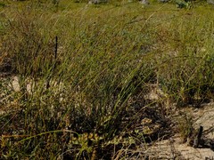Thamnochortus schlechteri