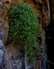 Centella villosa