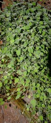Centella villosa