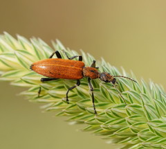 Eurygeniinae
