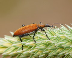 Eurygeniinae