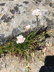 Armeria curvifolia